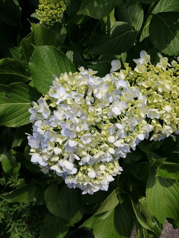 夏の庭は、生きる力の見本帳