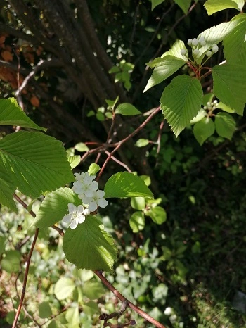 アズキナシという木｜控えめだけど、味がある