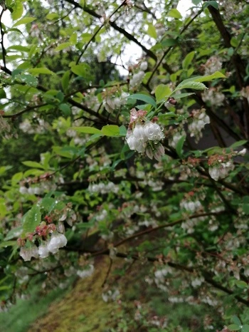 ブルーベリー｜食べられて、景色にもなる庭木