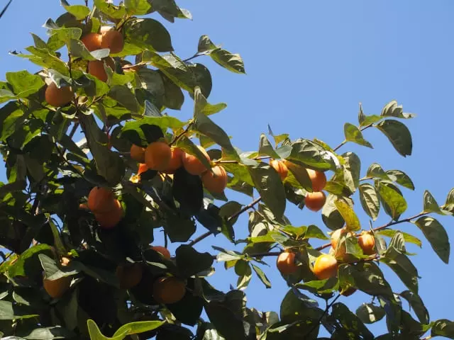 あの木、実は食べられる？庭木と食の意外な関係