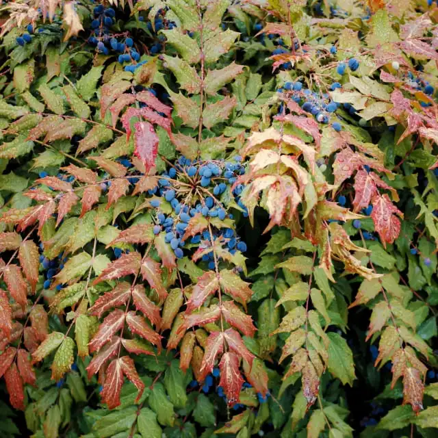 ヒイラギナンテンの魅力と育て方