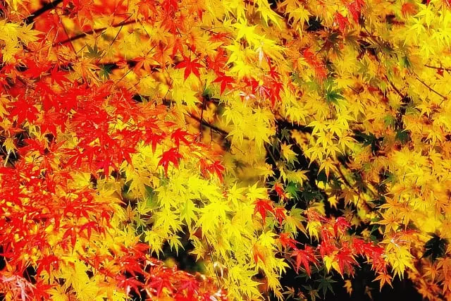 なぜカエデは紅葉するのか？