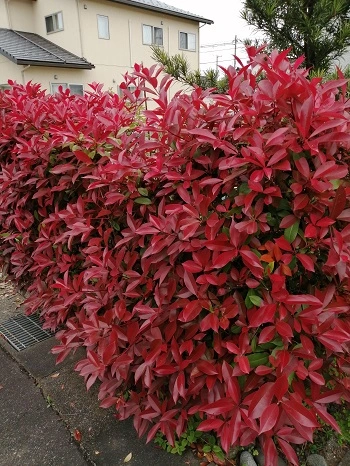 カナメモチ｜生垣でおなじみ、実は扱いに差が出る木