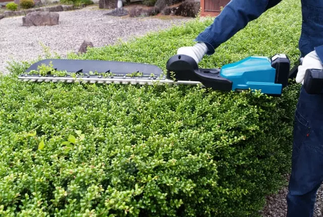 生垣を美しく保つ秘訣:プロがやっている形・密度・健康の整え方