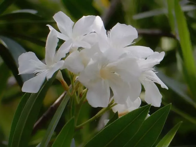 キョウチクトウ ― 美しいけれど注意が必要な庭木