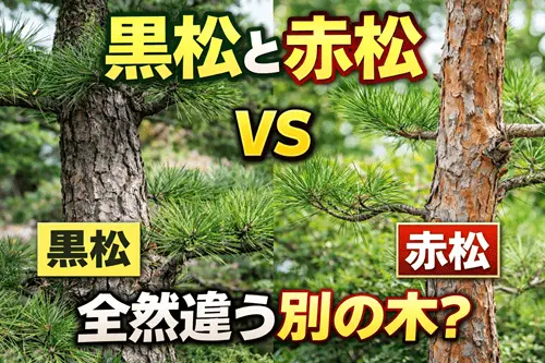 黒松と赤松の違い｜同じ松でも性格はまったく違う