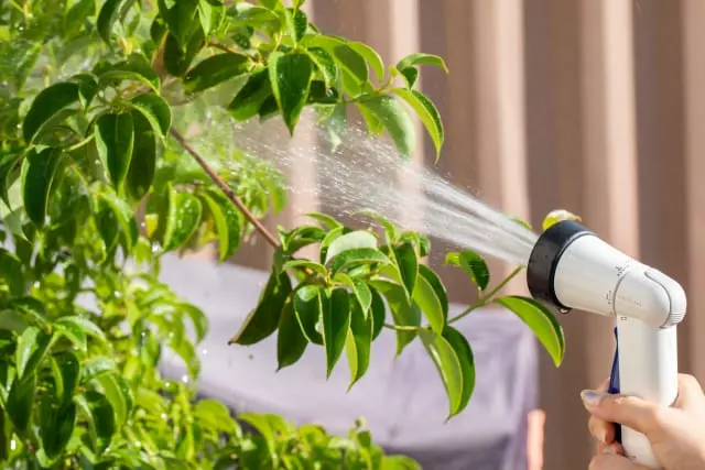 庭木を長持ちさせる“水やりの正解”:少ない手間で元気に育つコツ