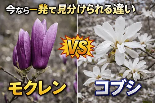 モクレンとコブシ、今なら見分けられる