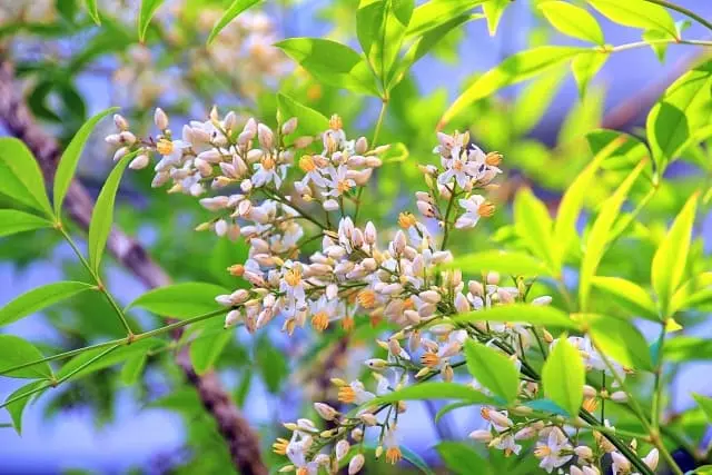 庭木が元気になる！病害虫を減らす「風通しの良い庭づくり」のコツ