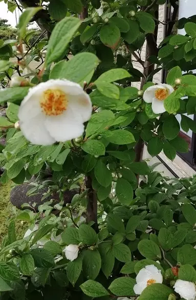 シャラとヒメシャラの違い