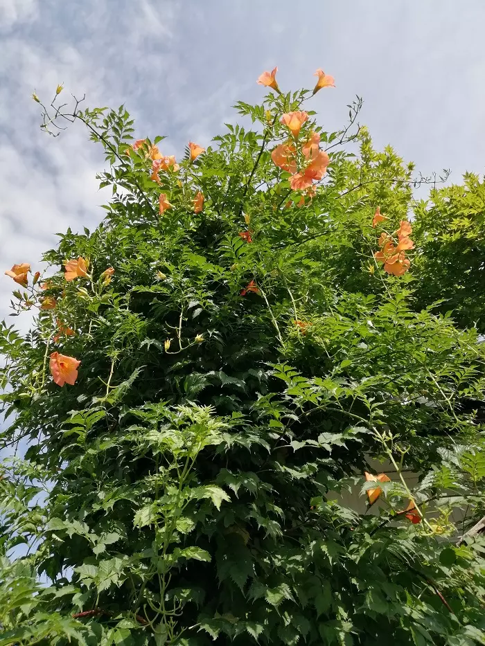 ノウゼンカズラ