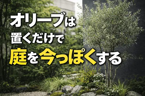 オリーブは“置くだけで庭を今っぽくする”