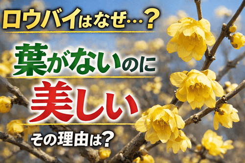 ロウバイはなぜ“葉がないのに美しい”のか？