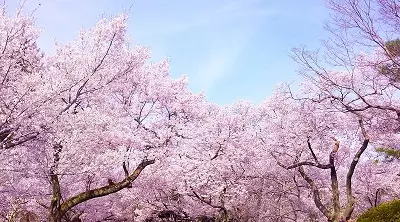 庭木としての桜｜植える前に知っておきたいこと