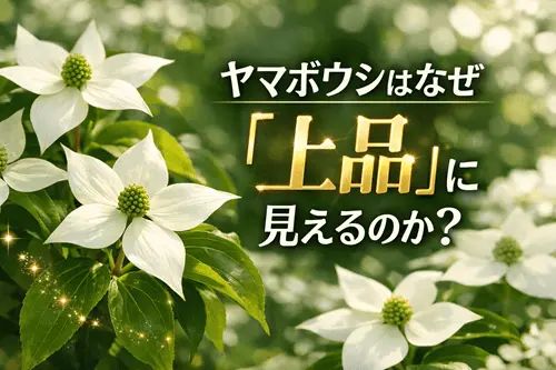 ヤマボウシはなぜ“上品”に見えるのか？
