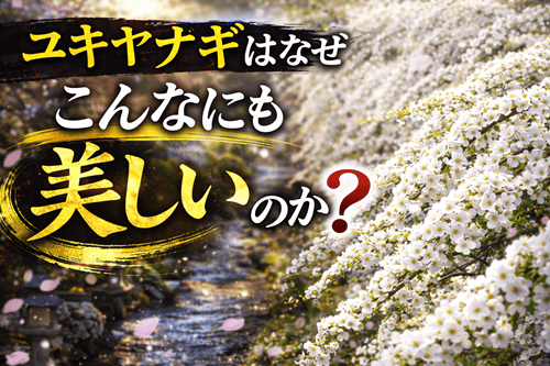 ユキヤナギはなぜ、こんなにも美しいのか