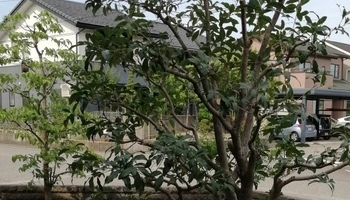 枝抜き剪定(単幹)