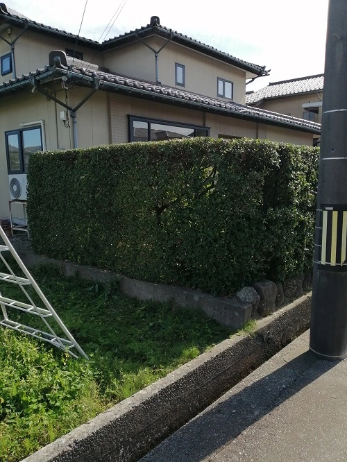 ウバメガシ生垣刈込剪定完了