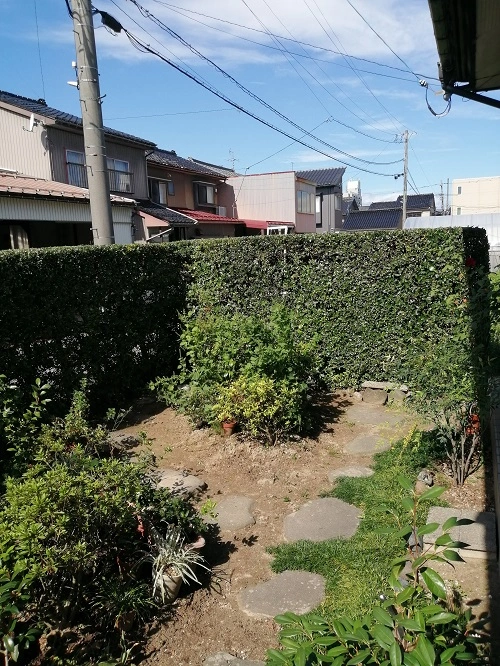 ウバメガシ生垣刈込剪定完了