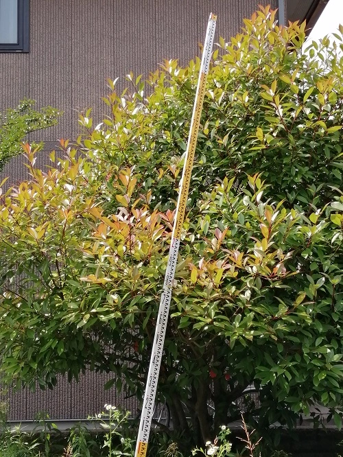 カナメモチ剪定前