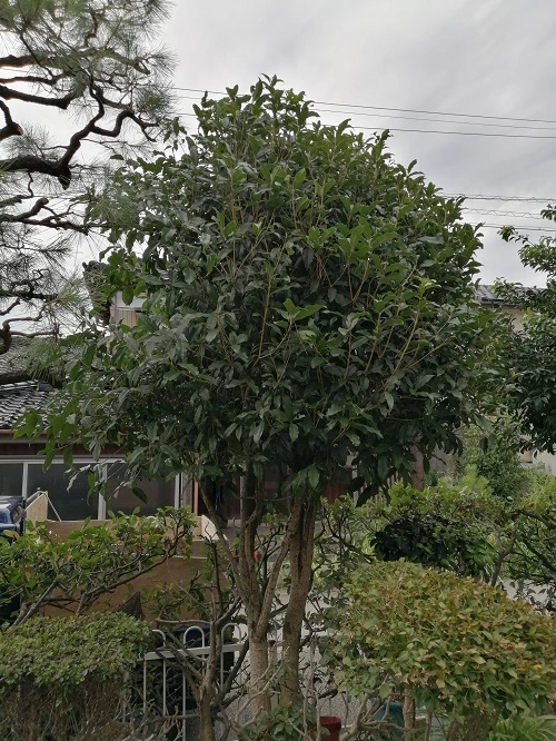 キンモクセイ刈込剪定前