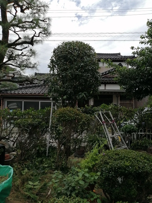 キンモクセイ刈込剪定完了