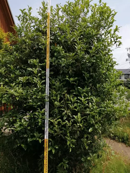 キンモクセイ剪定前