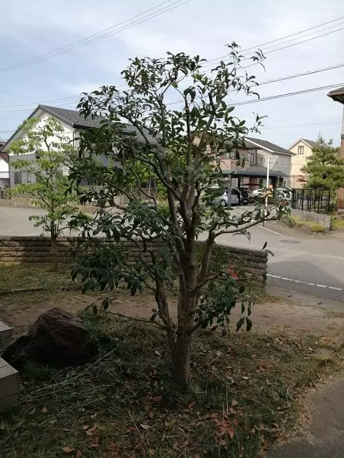 キンモクセイ枝抜き剪定完了