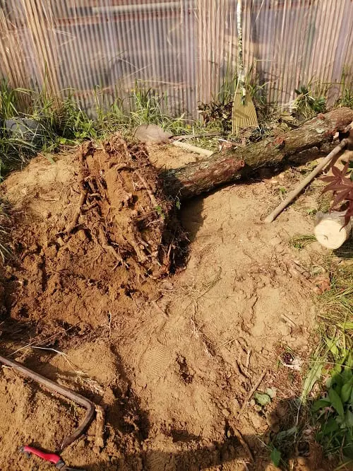 五葉松伐採抜根完了