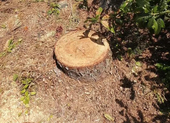 松特殊伐採完了