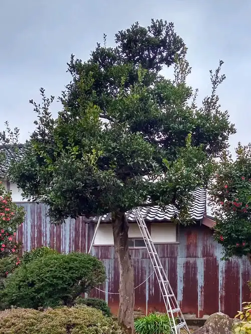 モチノキ剪定前