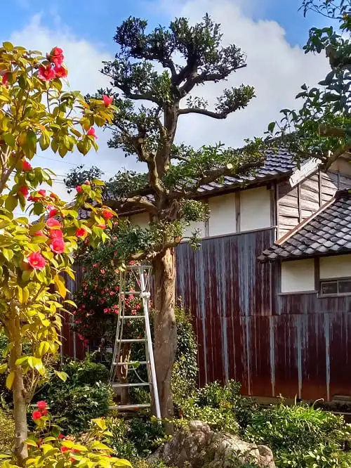 モチノキ強仕立て刈込剪定完