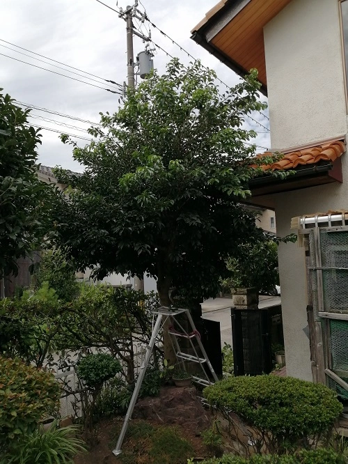 モチノキ剪定前