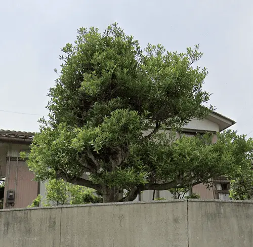 モチノキ剪定前