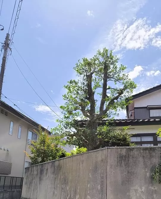 モチノキ枝抜き剪定完了