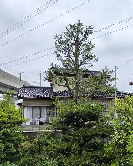 モチノキ枝抜き剪定完了