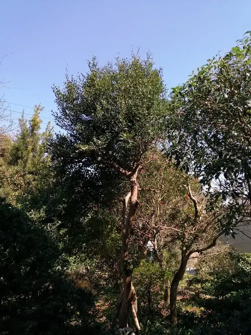 サザンカ剪定前