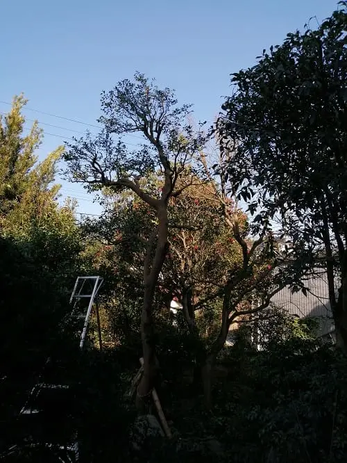 サザンカ枝抜き剪定完了