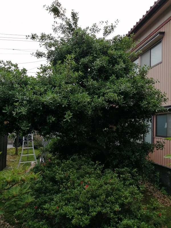 ウバメガシ剪定前