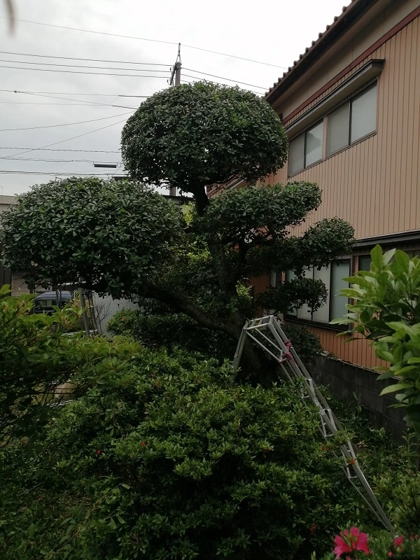 仕立て刈込剪定