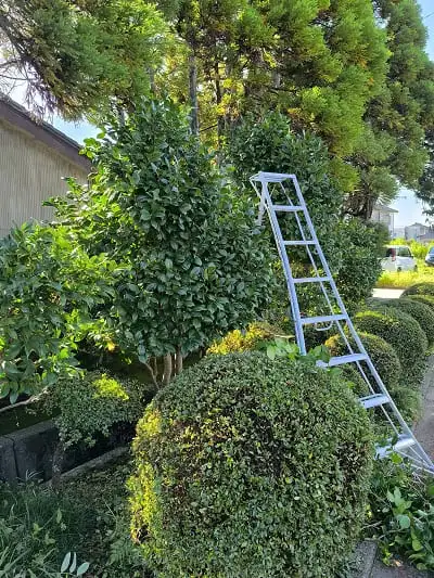 ツバキ枝抜き剪定前