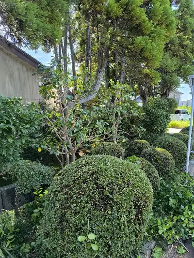 ツバキ枝抜き剪定完了