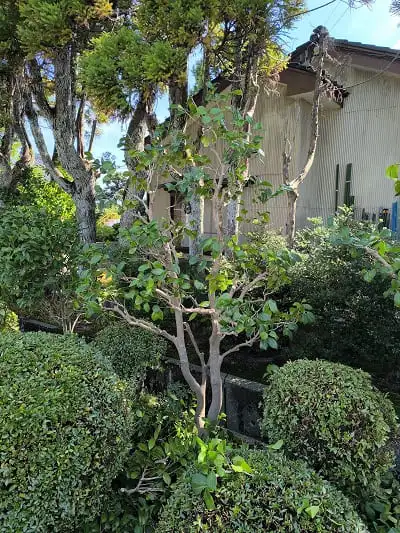 ツバキ枝抜き剪定完了