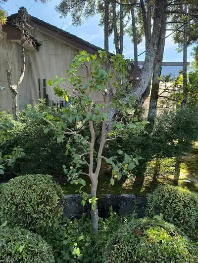 ツバキ枝抜き剪定完了