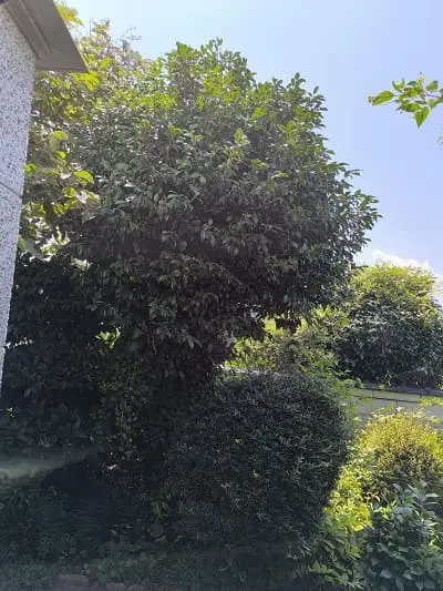 ツバキ枝抜き剪定前