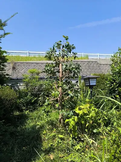 ツバキ枝抜き剪定完了