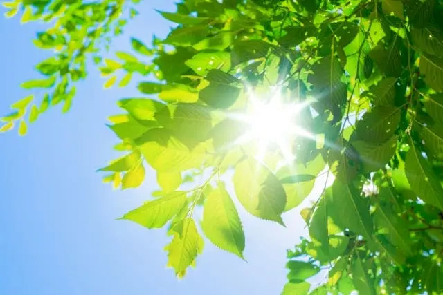 風を読んでつくる庭づくり