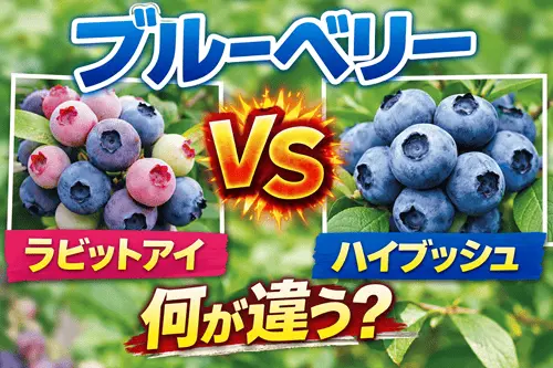 ブルーベリー｜ラビットアイとハイブッシュの違い