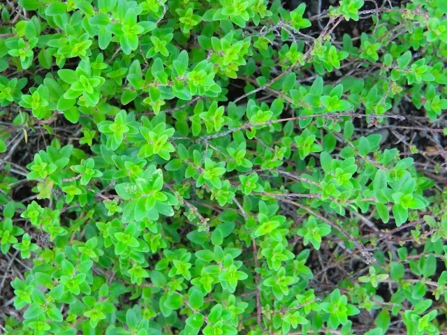 グランドカバー