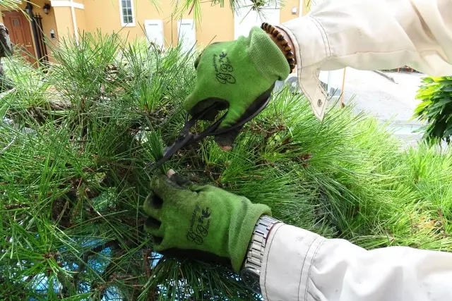 放っておくと機嫌を悪くする木｜庭木にも「放置が苦手」なタイプがいる